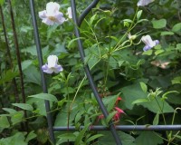 clematis crispa 2.jpg